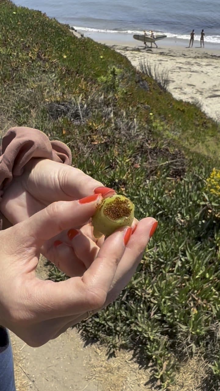 Holding ice plant seeds at Devereux