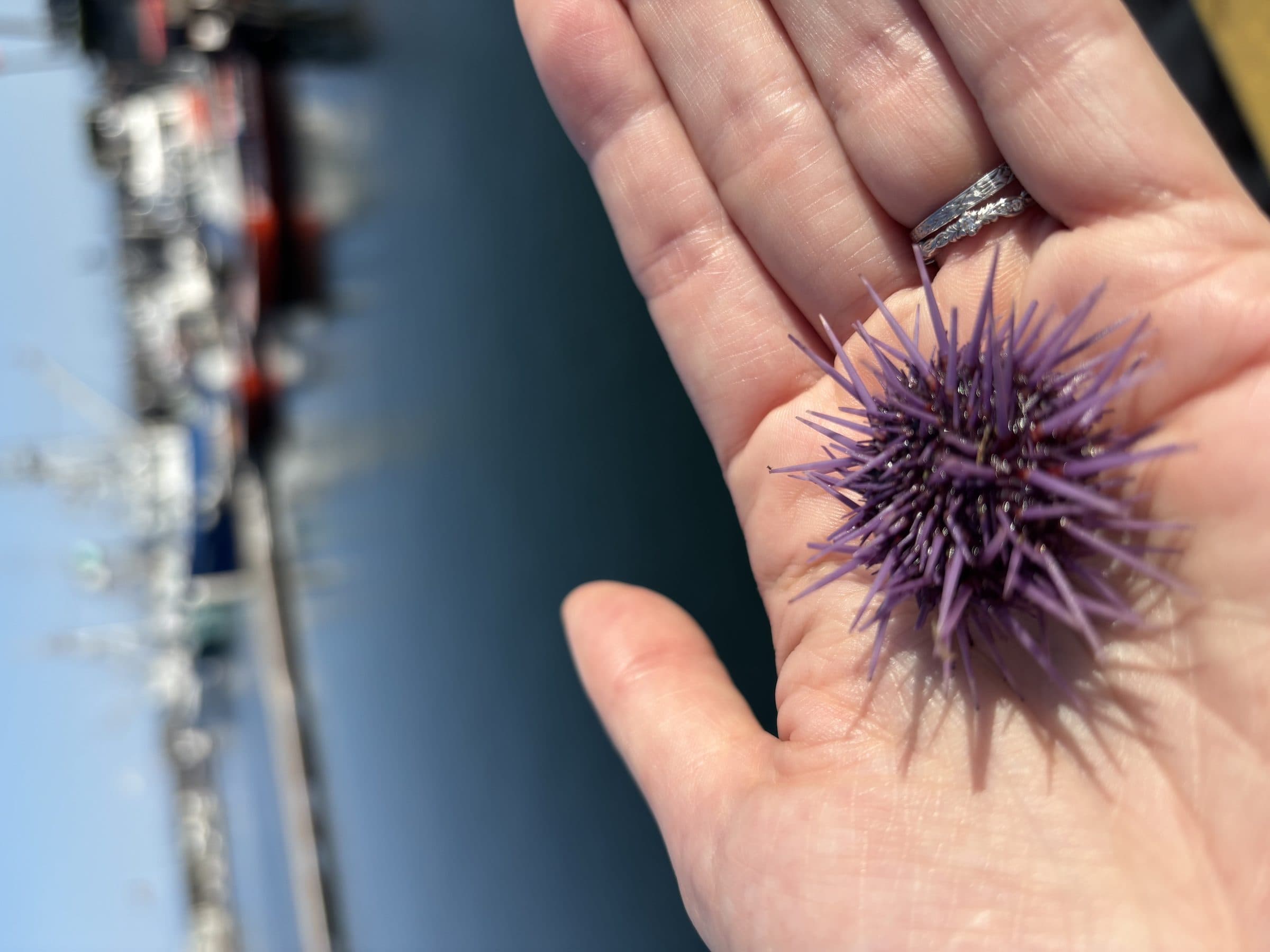Purple sea urchin held in hand
